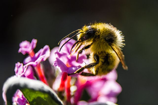 Close-Up of a Fuzzy Bee Pollinating Purple Flowers in Spring - Download Free Stock Photos Pikwizard.com