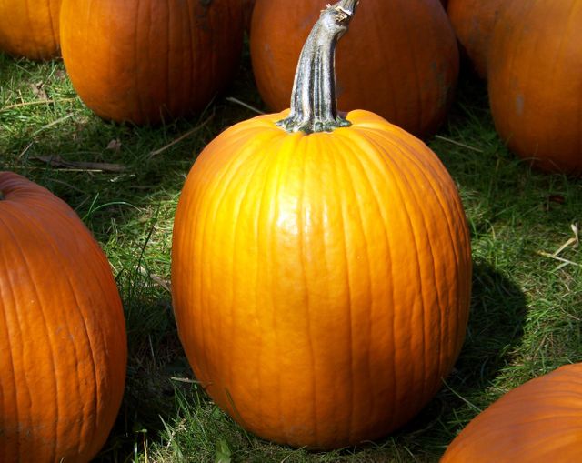 This bright orange pumpkin in a sunlit pumpkin patch is ideal for promoting Halloween events, autumn-themed decorations, farming visual content or seasonal recipes.