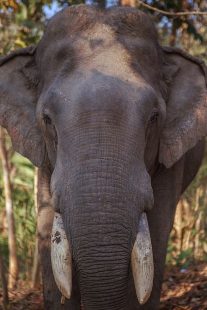 Close-up of an elephant with large ivory tusks in a natural habitat. Ideal for use in wildlife conservation campaigns, educational content, and travel advertisements showcasing exotic and endangered species. Highlights the beauty and majesty of pachyderms, making it suitable for nature documentaries and animal welfare promotions.