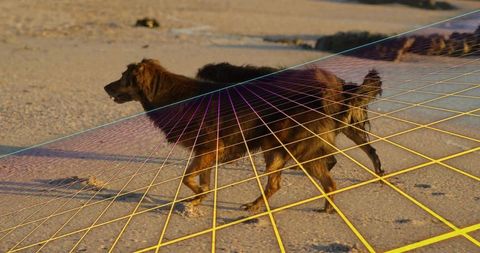 Dog exploring shoreline with geometric grid overlay