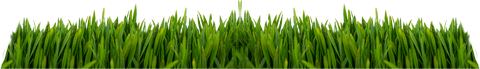Lush green grass blades png illustration on transparent background