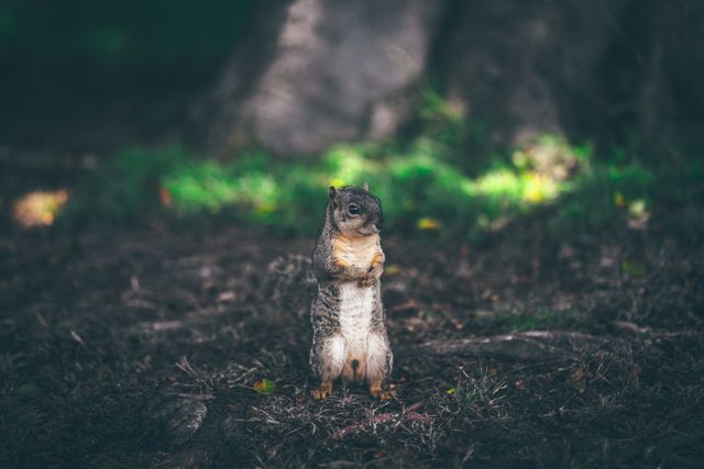 Squirrel standing upright on grassy forest floor with trees in the background. Ideal for nature-themed content, outdoor activities promotion, wildlife educational materials, and environmental campaigns.