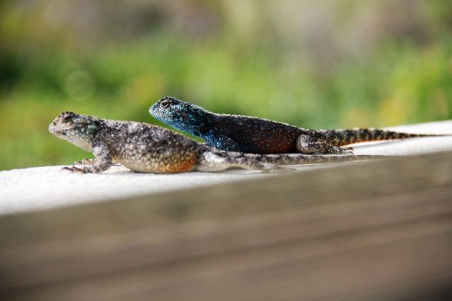 Two vibrant lizards relaxing on a wooden surface in an outdoor setting. Ideal for use in educational materials, wildlife documentaries, nature-themed articles, or artistic projects that highlight the beauty of reptiles.