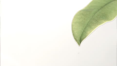 Leaf with Droplets Falling in Slow Motion on White Background