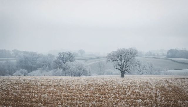 Frosted deciduous tree standing in misty winter meadow with hoarfrost and rolling hills