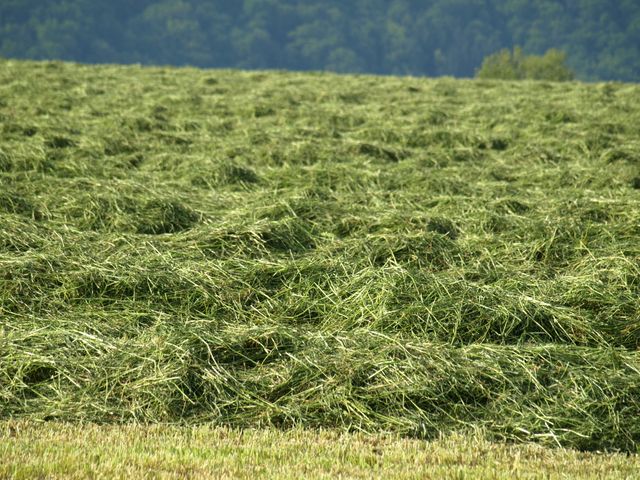 Freshly Cut Hay Field in Countryside Rural Area - Download Free Stock Photos Pikwizard.com