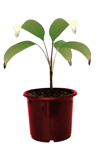 transparent vector plant in pot illustration isolated on background - Download Free Stock Videos Pikwizard.com