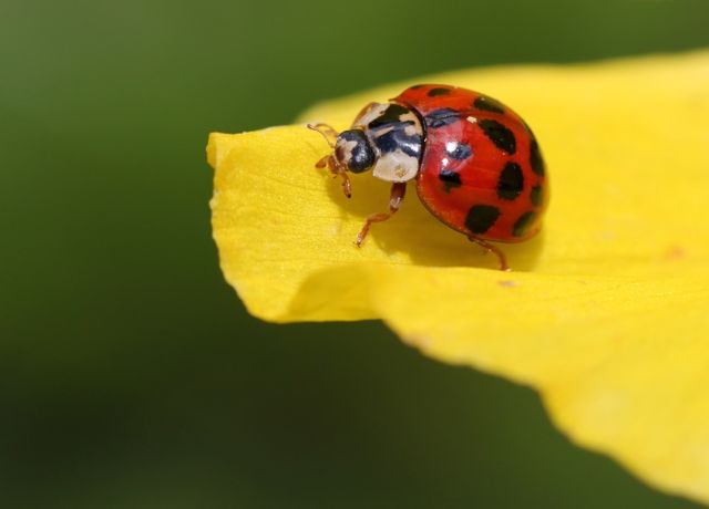 Close-Up of Ladybug Crawling on Yellow Flower Petal - Download Free Stock Photos Pikwizard.com