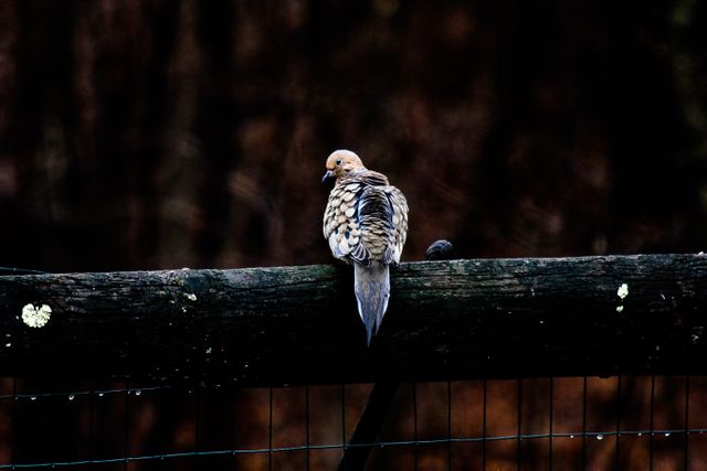 Mourning dove is perched on a wooden fence in a dark forest, creating a solitary and peaceful scene. This can be used for themes involving nature, wildlife, tranquility, and the beauty of solitude. Ideal for websites, blogs, magazines, or educational materials about birds.