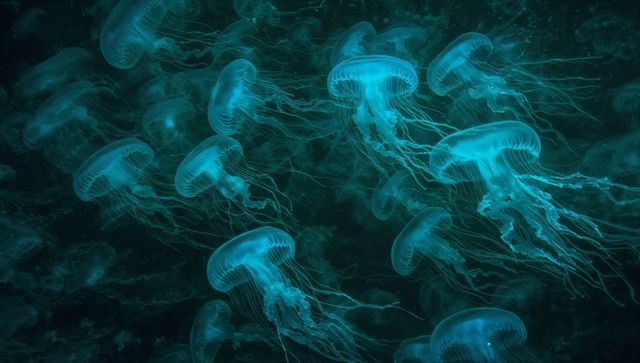 Ethereal jellyfish cluster glowing in deep ocean