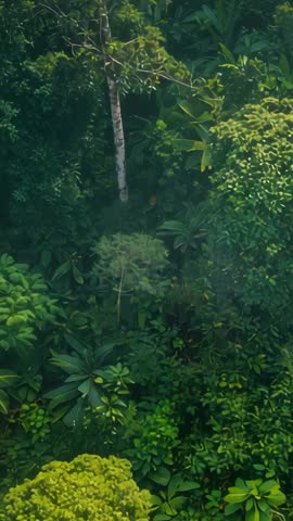 Vertical tilting through lush forest canopy revealing white birch trunk and layered greenery