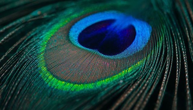 Macro view of glorious peacock feather highlighting iridescent shades