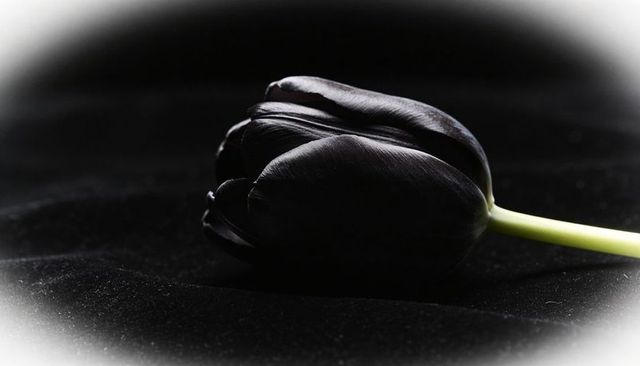 Lying black tulip on velvet backdrop with pale stem and soft white vignette