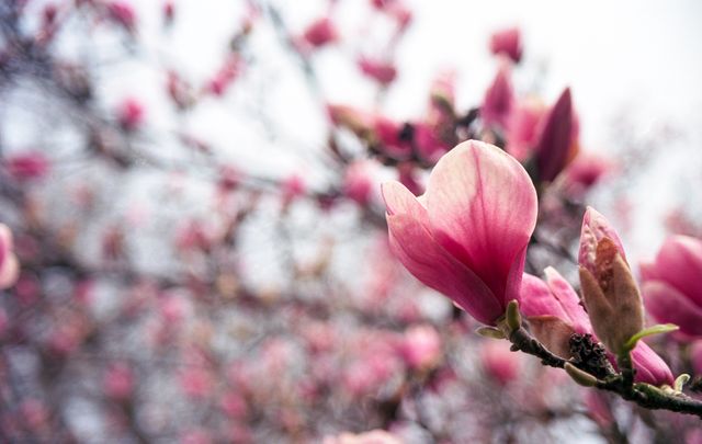 Image shows a close-up view of pink flowers blooming on a branch. Ideal for use in nature-themed articles, gardening blogs, floral arrangements promotional materials, or any spring-related content.