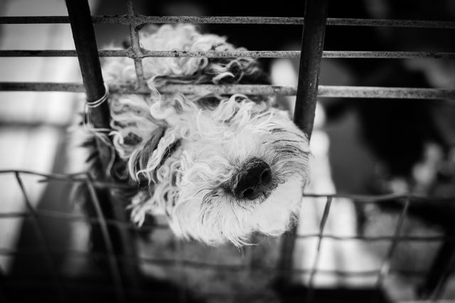 Sad Dog Stuck Between Fence Bars in Black and White - Download Free Stock Photos Pikwizard.com