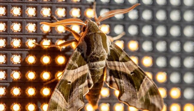 Perching oleander hawk moth showing olive green and brown camouflage on lit led grid panel