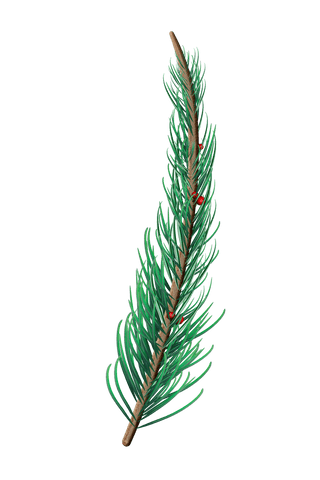 transparent green fir branch art illustration - Download Free Stock Videos Pikwizard.com