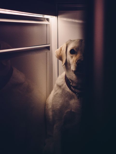 This photo shows a Labrador Retriever hiding in a dark corner, emphasizing the animal's hiding behavior. The soft lighting creates a cozy yet mysterious atmosphere. This image can be used for articles on pet behavior, home decor, animal psychology, and promotional content for pet care products or services.