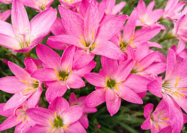 Closeup of Vivid Pink Lily Flowers Blooming - Download Free Stock Photos Pikwizard.com