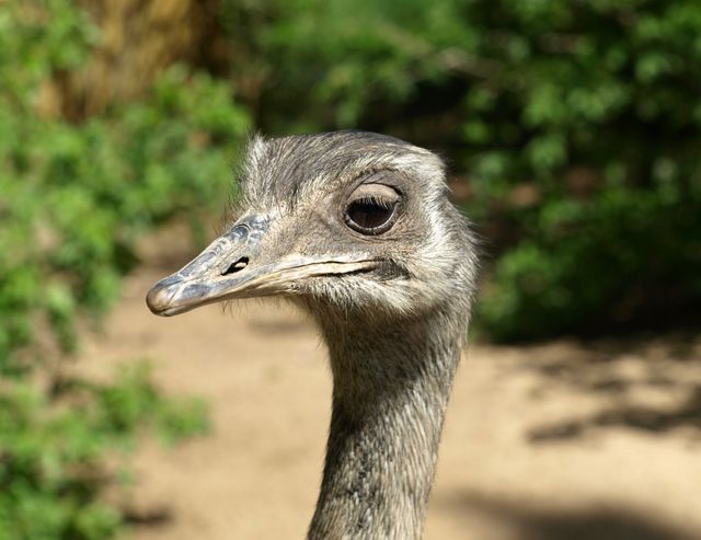 Grey Emu Beside Green Plants during Daytime - Download Free Stock Photos Pikwizard.com