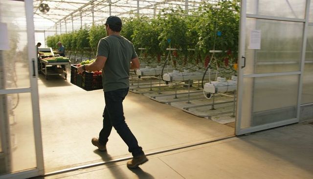 Worker carrying crate of tomatoes for harvest through sunlit hydroponic greenhouse