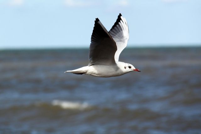 This image shows a seagull soaring gracefully over the waves of an ocean. Ideal for use in nature-themed projects, educational materials about birds, or to evoke feelings of freedom and tranquility in various creative works.