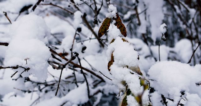 Snow-covered branches create a serene winter scene with frosted details. Ideal for conveying winter, nature's beauty, and seasonal content, perfect for wallpapers, blog posts, and holiday marketing materials.