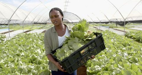 Focused Farm Worker Carrying Lettuce in Sustainable Hoop House