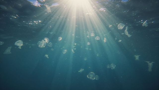 Translucent jellyfish illuminated by sunlight in ocean depths