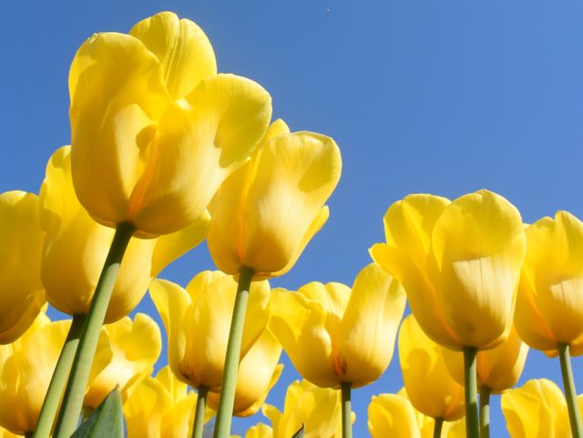 Yellow tulips are illuminated by bright sunlight, standing tall against a clear blue sky background. Great for promoting spring season, home decor products, gardening and floral-themed projects. Perfect for greeting cards, nature blogs, and wellness magazines.