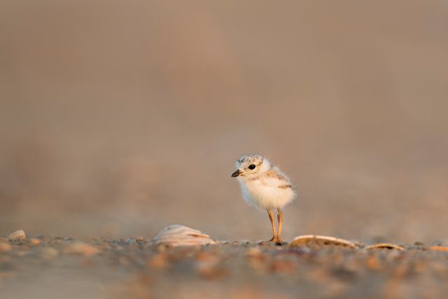 The image shows a tiny Piping Plover chick standing alone on a sandy beach during dusk. The setting sun creates a warm and soft gradient in the background, highlighting the delicate feathers of the young bird. This image can be used for educational content about wildlife and bird species, conservation awareness campaigns, nature-related blogs, and websites focusing on coastal environments.