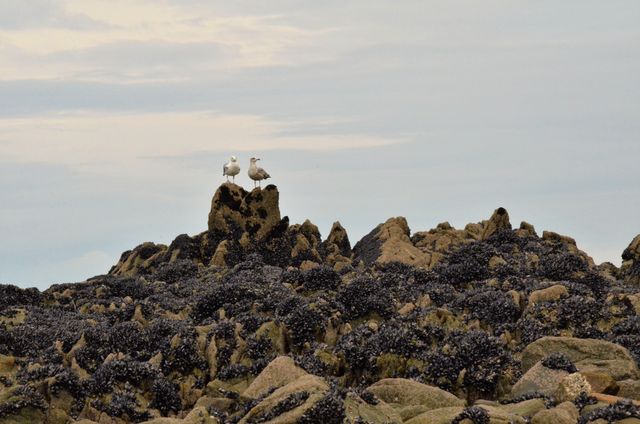 Two seagulls perch on rocky formations covered in mussels under a cloudy sky. This scene showcases coastal wildlife in their natural habitat. Ideal for use in nature documentaries, educational content about marine ecosystems, or as a calming visual for home decor and meditation aids.