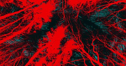 Eerie Halloween Abstract of Red and Black Tree Branches - Download Free Stock Images Pikwizard.com