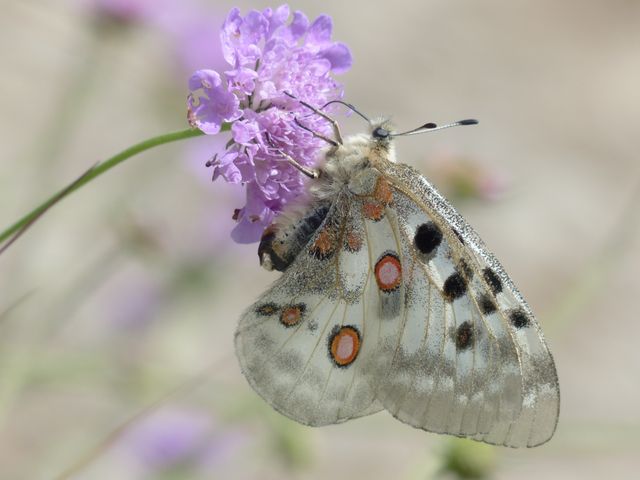 Apollo butterfly pollinating purple flower - Download Free Stock Photos Pikwizard.com