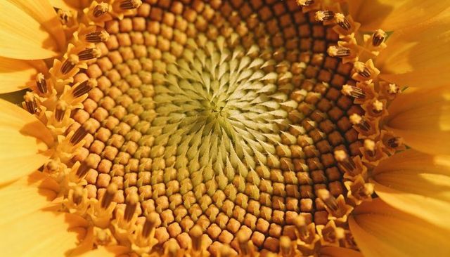 Revealing golden sunflower spiral macro of concentric disk florets and seed pattern