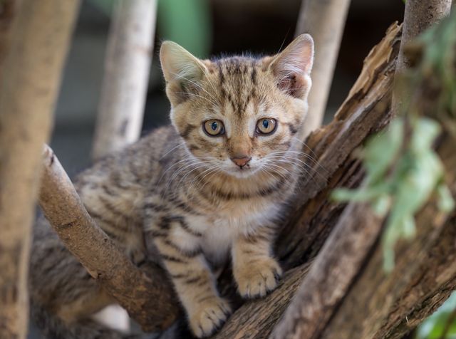 This image shows a cute tabby kitten sitting on a tree branch. The kitten's big, blue eyes are wide open, conveying curiosity and playfulness. The natural setting complements the kitten's brown striped fur, creating a charming and heartwarming scene. Ideal for use in pet care advertisements, animal-related social media posts, or as a background image for websites and blogs centered on pets and nature.
