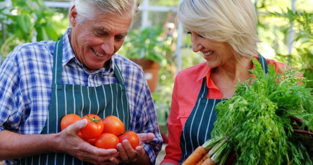 Mature couple checking tomatoes in greenhouse