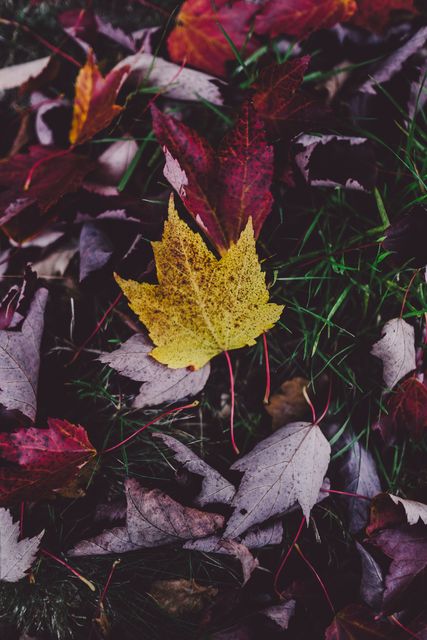 This image showcases vibrant autumn leaves, predominantly yellow and red, scattered on green grass. Ideal for websites or materials focused on nature, seasonal changes, or outdoor beauty during fall. Great for backgrounds, environmental campaigns, and greeting cards celebrating autumn.