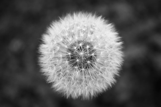 Captures detailed close-up of a dandelion seed head in black and white. Suitable for use in nature-related projects, botanical studies, abstract art pieces, or backgrounds emphasizing serenity and natural beauty.