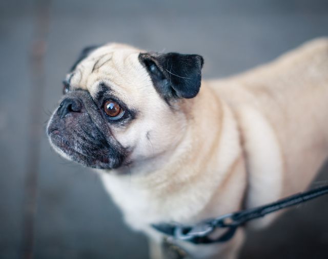 Pug on a leash looking ahead with curiosity. Perfect for advertisements related to pet products, dog training, animal care, or veterinary services. Great for use in social media posts, blogs, or articles about dog breeds or pet adoption.
