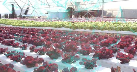 Innovative hydroponic farming of red and green lettuce