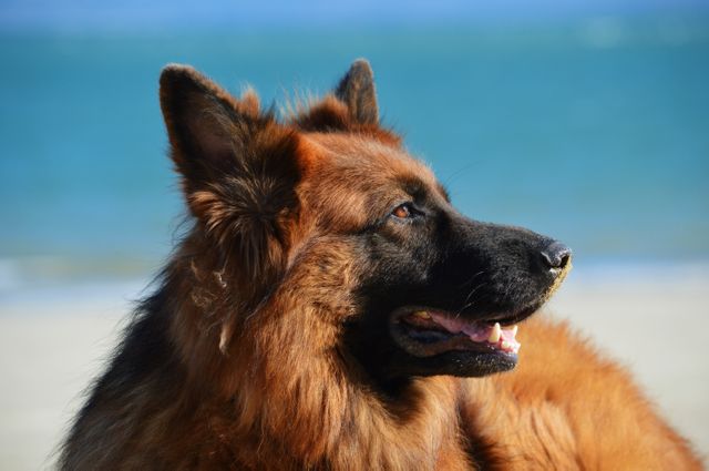 Perfect for use in pet care articles, websites promoting outdoor activities, or any marketing material featuring pets. Highlights the beauty and relaxed nature of German Shepherds, set against a beautiful beach backdrop.