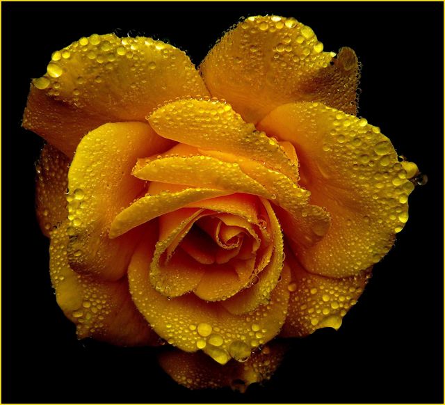 Yellow Rose Covered in Dew on Black Background - Download Free Stock Photos Pikwizard.com