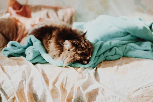 Fluffy Cat Napping on Cozy Blanket - Download Free Stock Photos Pikwizard.com
