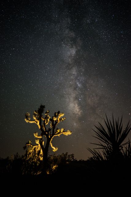 Desert landscape featuring illuminated tree with a vast night sky filled with stars and the Milky Way. Ideal for use in nature photography prints, serene and tranquil decorative themes, and educational content about astronomy or nighttime landscapes.