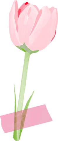 Pink Tulip with Transparent Background and Tape Detail