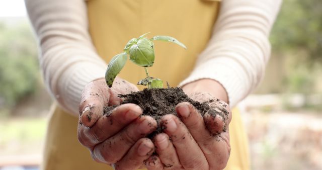 Midsection of mature caucasian woman holding soil with seedling plant in garden. Nature, gardening, hobbies, ecology, growth, domestic life and lifestyle, unaltered.