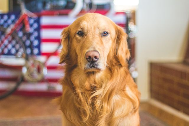 Golden Retriever sitting indoors with American flag backdrop. Ideal for patriotic or pet-related content. Suitable for themes around Independence Day, pet companionship, or loyalty. Great for websites, advertisements, or promotional materials celebrating pets or American holidays.