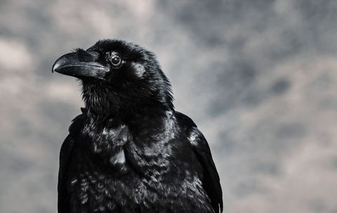 Portrait of Majestic Black Raven Against Cloudy Sky