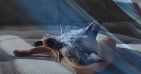 Basking siamese cat stretching on tufted sofa with sunbeams and lens flare